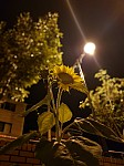 20161906 SubinShin.jpg 20161906 SubinShin.jpg